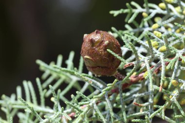 close up of seed cones of arizona cypress clipart