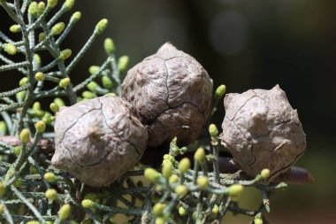 close up of seed cones of arizona cypress clipart