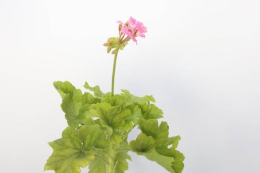 Pelargonium inguinans çiçeği beyaz arkaplanda izole