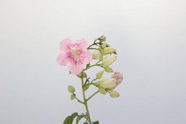 Podranea ricasoliana çiçekleri (pembe trompet sarmaşığı) beyaz arka planda izole edilmiş