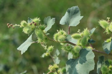 xanthium strumarium, Asteraceae familyasından yıllık olarak üretilen bir bitki türü.