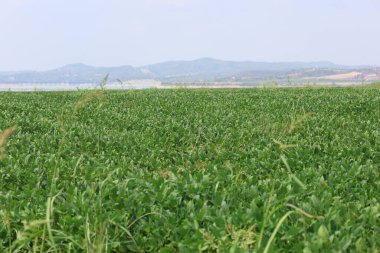 Türkiye 'de yazın fıstık tarlası