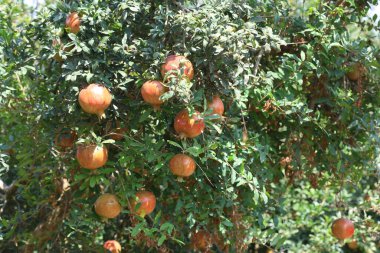 Ağaçta olgun narlar.