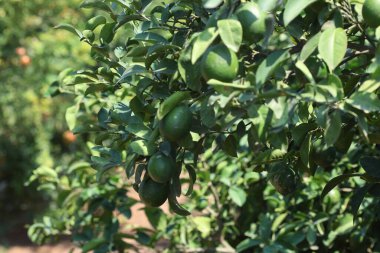 Olgun yeşil limonlar ağaçta