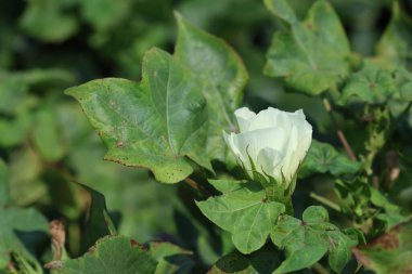 Çiçekler ve pamuk topları