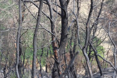 Ormandaki yangında yanmış ağaçlar.