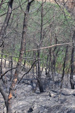 Ormandaki yangında yanmış ağaçlar.