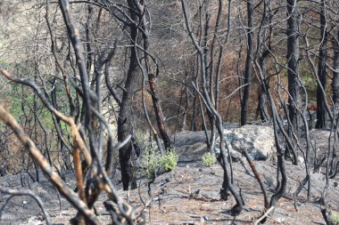 Ormandaki yangında yanmış ağaçlar.