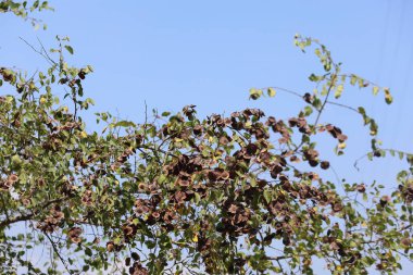 Paliurus spina-christi tohumları