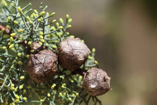 закрытие листьев и конуса семян кипариса Аризоны (Hesperocyparis arizonica)