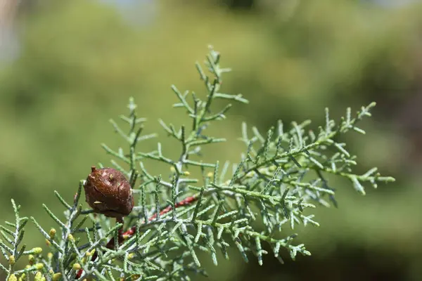 stock image close up of leaves and seed cone of Arizona cypress (Hesperocyparis arizonica)