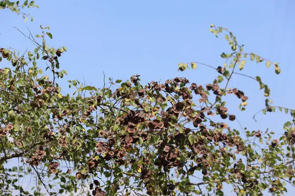 stock image seed pods of Paliurus spina-christi