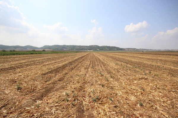corn residues after harvest in Turkey