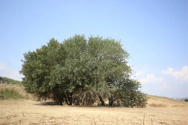 stock image Old Pistacia terebinthus (Turpentine tree) tree in the field