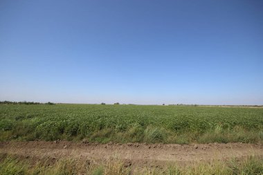 Türkiye 'de yaz aylarında soya fasulyesi tarlası