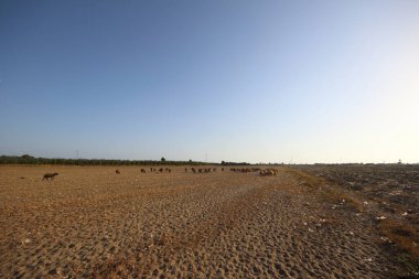 Koyun sürüsü yazın tarlada