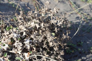 Kuru Eryngium maritimum (bkz. Holly)