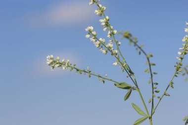 melilotus albusun çiçekleri ve tohumları