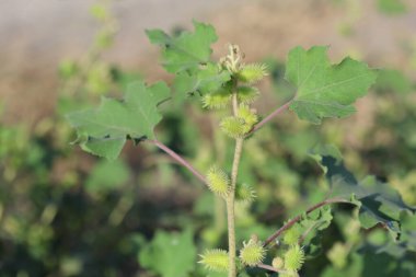 xanthium strumarium (rough cocklebur) is a species of annual plants of the family Asteraceae clipart