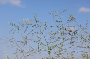 melilotus albusun çiçekleri ve tohumları