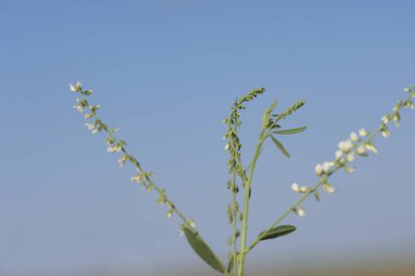 melilotus albusun çiçekleri ve tohumları