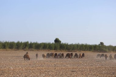 Kahverengi koyun sürüsü tarlada