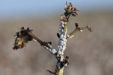  cotton plant infested by mealybugs clipart