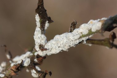 cotton plant infested by mealybugs  clipart