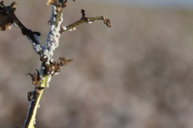 Mealybug 'ların istila ettiği pamuk bitkisi 