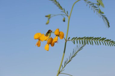 Sesbania sesban, the Egyptian riverhemp is a species of plant in the legume family clipart