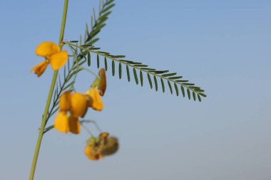 Sesbania sesban, the Egyptian riverhemp is a species of plant in the legume family clipart