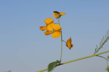 Sesbania sesban, the Egyptian riverhemp is a species of plant in the legume family clipart