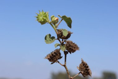 flower and seed pods of Abutilon theophrasti, also known as Velvet Plant clipart