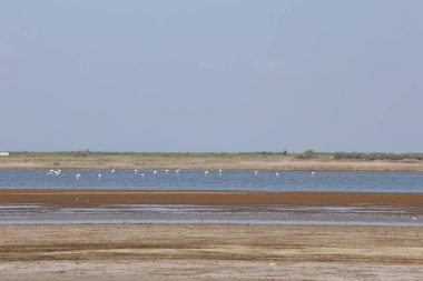 Türkiye 'de tuzla gölünde flamingo