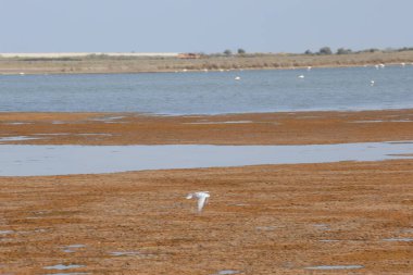 Türkiye 'de Tuzla gölündeki kuşlar