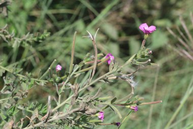 Epilobium hirsutum, Onagraceae familyasından Willowhere cinsi Epilobium 'a ait bir bitki türü.