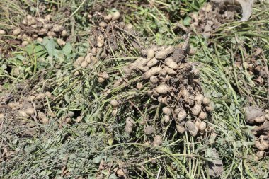 Peanuts await harvesting in a field. Unearthed peanut plants in the fie clipart