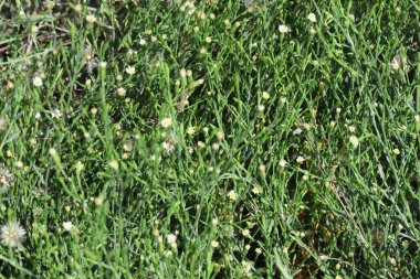 Symphyotrichum subulatum (eski adıyla Aster subulatus), geleneksel olarak doğu tuzlu bataklık aster olarak bilinir. 