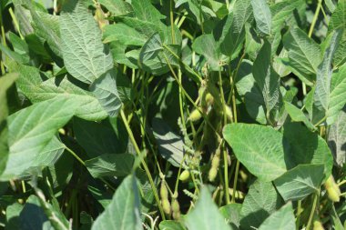 Tarlada olgunlaşmış soya fasulyesi