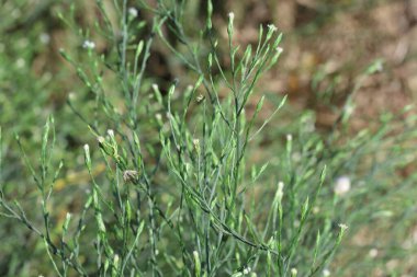 Symphyotrichum subulatum (formerly Aster subulatus), commonly known as eastern annual saltmarsh aster  clipart