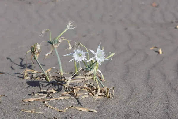 stock image Sea daffodil (Pancratium maritimum) at turkish beach