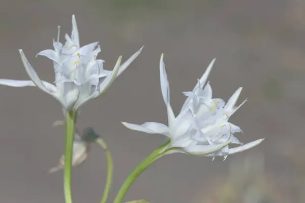 stock image Sea daffodil (Pancratium maritimum) at turkish beach