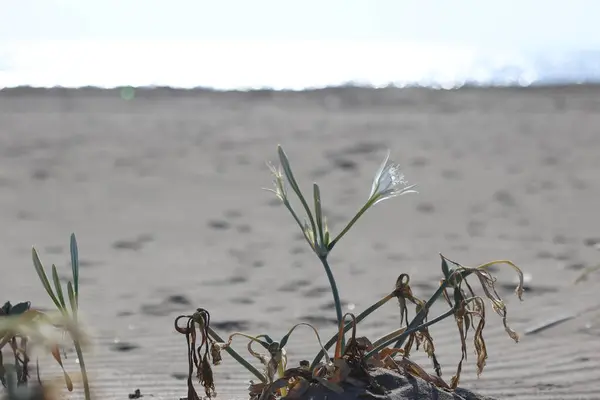 stock image Sea daffodil (Pancratium maritimum) at turkish beach