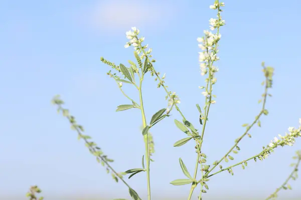 stock image flowers and seeds of melilotus albus medik