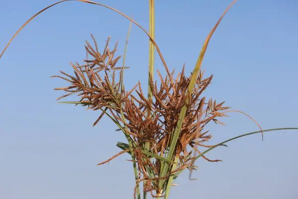 stock image seeds and leaves of Cyperus rotundus