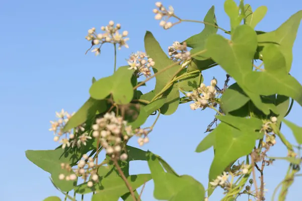 stock image Cynanchum acutum is a species of climbing vine swallowworts native to Europe, Africa, and Asia