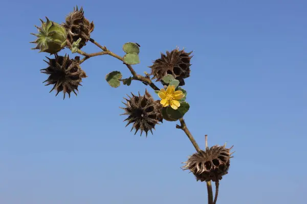 Abutilon Theophrasti 'nin çiçek ve tohum kapsülleri, aynı zamanda Velvet Bitkisi olarak da bilinir.