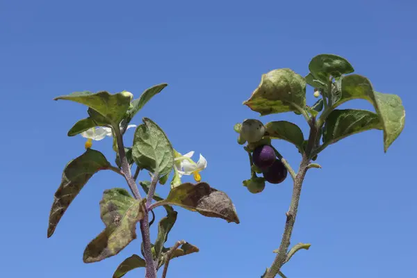 stock image branch of Solanum americanum with berries  