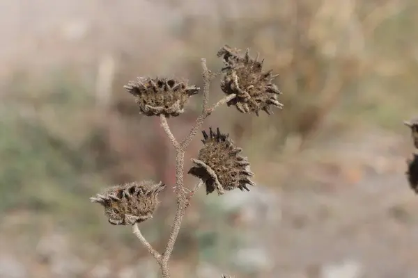 stock image seed pods of Abutilon theophrasti, also known as Velvet Plant