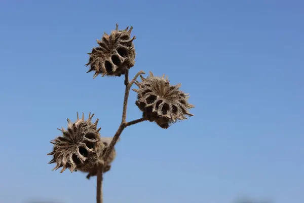 stock image seed pods of Abutilon theophrasti, also known as Velvet Plant